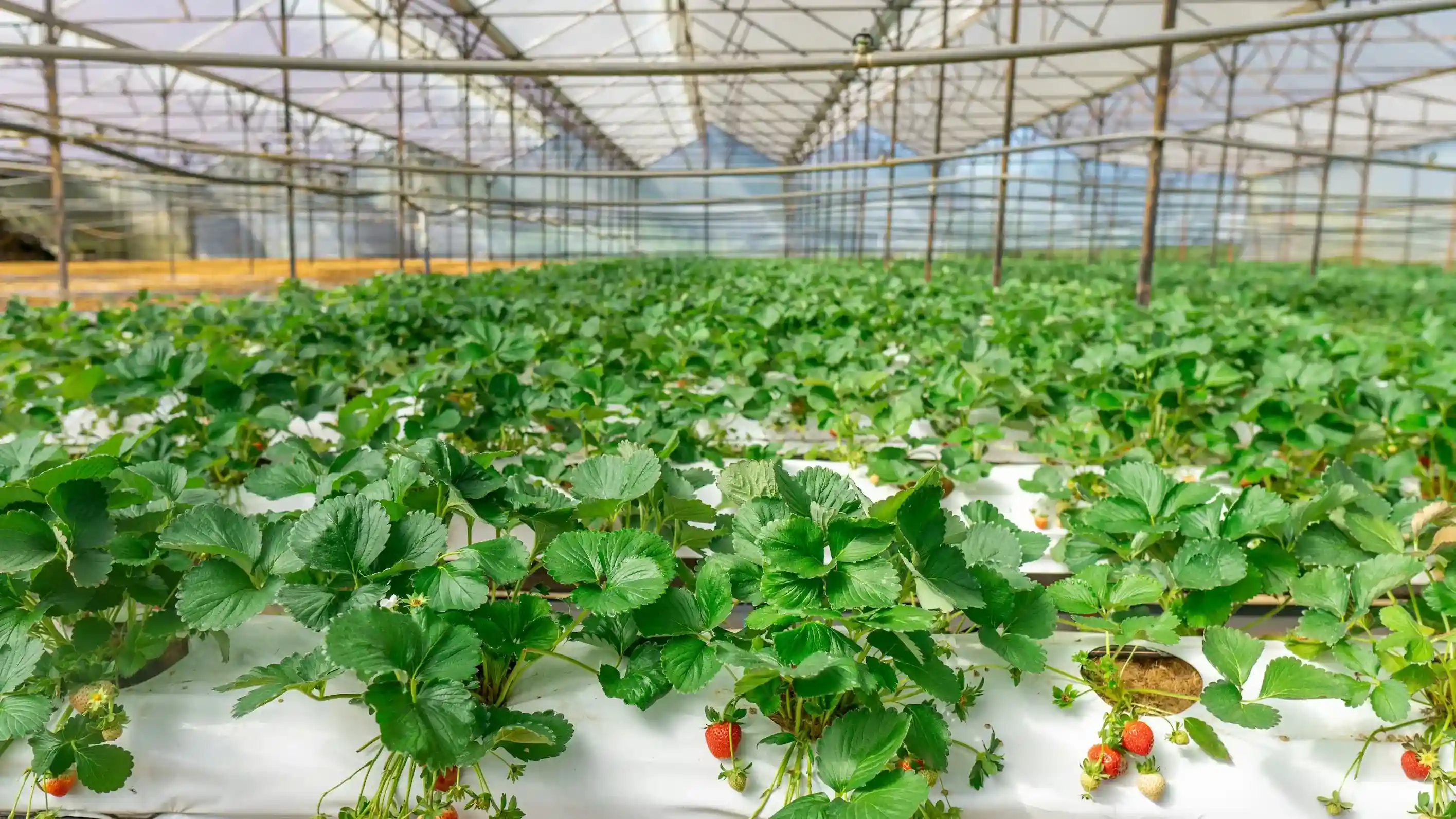 Hydroponics